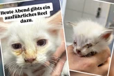 Tierheim schlägt Alarm! Mehr als 20 Katzen aus Horror-Haus gerettet