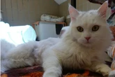 Kater kommt in schlimmem Zustand ins Tierheim, jetzt soll für den Perser-Mix alles gut werden