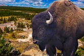 Video zeigt das wütende Tier: Bisonbulle schleudert Opa im Nationalpark durch die Luft