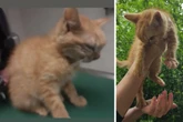 Mann kauft Katzenbabys übers Internet, um sie zu quälen und zu töten