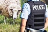 Schaf getötet: Mitarbeiterin von Kinder- und Jugend-Farm muss es mitansehen