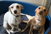 Sie gingen gemeinsam durch die Hölle: Wer gibt diesen unzertrennlichen Hunden eine Chance?