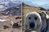 Tierisch beste Freunde: Wenn Hund Aiyu nach dem Rechten sieht, kommt Kater Barsik immer mit