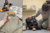 Herzzerreißende Aufnahme: Das passiert, wenn du einen Hund zurück ins Tierheim bringst