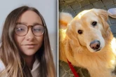 Frauchen freut sich nach Urlaub auf ihren Golden Retriever: Doch seine Reaktion sorgt für Lacher