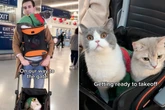 Was ein Mann tut, um im Urlaub nicht von seinen Katzen getrennt zu sein, begeistert Tausende
