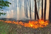 Brütende Hitze in Brandenburg: Fast überall im Land hohe Waldbrandgefahr