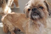 Herrenlos und verwahrlost auf der Straße: Fundhund Ronny sucht ruhiges Zuhause