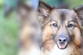 Milow ist ein Powerpaket mit Potenzial: Doch der Terrier-Mix hat eine Schwachstelle