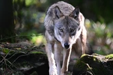 Genanalyse bestätigt: Wolf riss neun Schafe im Lahn-Dill-Kreis