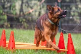 Wochenlang allein zurückgelassen: Schäferhund Cooper hofft auf ein Happy End