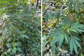 Cannabispflanze in Dresdner Park entdeckt: Das sagt die Stadt dazu!