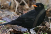 Knallerei gefährdet die Vogelbrut: Naturschützer fordern Verbot von Feuerwerken bis August