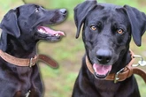 Hund an Baum angebunden und im Stich gelassen: Wer hat ein Körbchen für Lupo?