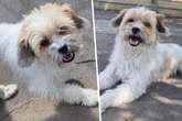 Herzlos ausgesetzt? Kleiner Terrier-Mix landete ganz allein im Tierheim - jetzt hofft Jupp auf ein Happy End