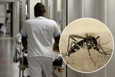 WHO schlägt Alarm: Virus aus den Tropen kann nächste Epidemie auslösen