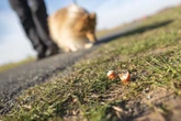 Passt auf Eure Hunde auf! Köder mit Reißzwecken auf Elbwiesen ausgelegt