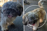 Vito vermisst sein Zuhause, wer macht den traurigen Shih-Tzu-Mix wieder glücklich?