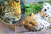 Neuer Kater im Zoo, Hormone von Leopardin spielen verrückt: 