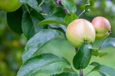 Enttäuschende Ernte oder warum trägt der Apfelbaum nur kleine Äpfel?