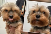 Was Besitzer diesem Hündchen angetan haben, ist einfach nur gemein