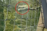 Krokodil in Stuttgarter Zoo würgt Schnuller hoch: Tierschützer entsetzt