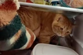 Weil es draußen so heiß ist: Katze versteckt sich im Kühlschrank