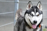 Husky-Mischling Kolja würde sogar seine Freundin für ein neues Zuhause verlassen