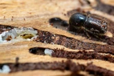 Borkenkäfer-Plage: Wie steht es um Sachsens Wälder?