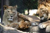 Seit Jahrzehnten in freier Wildbahn ausgestorben: Zoo freut sich über seltenen Löwen-Zuwachs