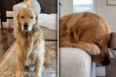 Golden Retriever wirkt tief enttäuscht: Was Frauchen dazu sagt, bringt so viele zum Lachen