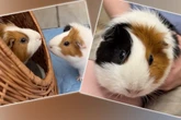 "Kung-Fu"-Meerschweinchen Anette macht aus Mitbewohnern "Kleinholz"