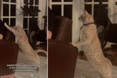 Kater miaut nicht: Was er stattdessen tut, ist zum Dahinschmelzen