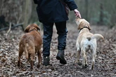 Leipziger Hundesteuer schlägt weiter Wellen: Bürger wehren sich mit Petition