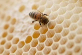 Was wollen sie denn damit? Diebe lassen Bienenwaben mitgehen