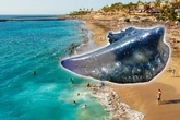 Badegast macht erschreckenden Fund: Strand muss gesperrt werden