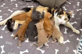 Katzen-Mama kommt mit nur einem Kitten ins Tierheim: Was dort passiert, lässt Pfleger dahinschmelzen