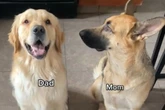 Golden Shepherd: So süß ist der Golden-Retriever-Schäferhund-Mix