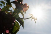 Hitzeblog für Dresden: Weiterhin schwitzen angesagt, Temperaturen steigen erneut auf über 30 Grad