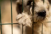 Immer mehr Problem-Hunde in Deutschland: Woran liegt das?