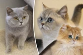 Besitzer plötzlich allergisch: Katzen-Trio auf sich allein gestellt
