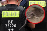 Polizei Berlin kümmert sich um Ratten-Problem