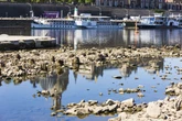 Niedrigwasser in Dresden: Erste Einschränkungen bei Sächsischer Dampfschifffahrt