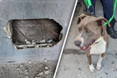 Tagelang eingesperrt: Retter befreien Hund aus tödlicher Zwickmühle
