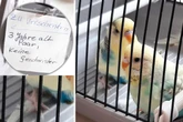 Einfach unfassbar: Vogel-Pärchen wie ein altes Paar Schuhe auf Müllplatz entsorgt