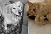 Hund verstarb vor einem halben Jahr: Was Katze seit Tod ihres besten Freundes tut, rührt alle zu Tränen