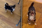 Chihuahua kläfft wie ein Weltmeister: Grund für seine Wut lässt Lachtränen fließen
