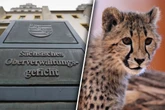Tierischer Rechtsstreit: Dresdner will mit Raubkatzen handeln