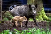 Zum Brüllen: Berliner Wildschweine erhalten verballhornte Promi-Namen