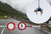 Bangen um Bergdorf, Kuh ausgeflogen: Jetzt droht die Gletscher-Katastrophe